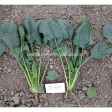 SN01 Bobi medium maturity good disease resistant dark green leaf spinach seeds